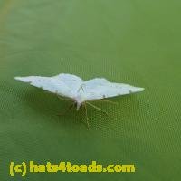 /home//u458753944/public_html/sourcegallery///Insects and small critters/butterflies and moths (Lepidoptera)/P7140274.JPG